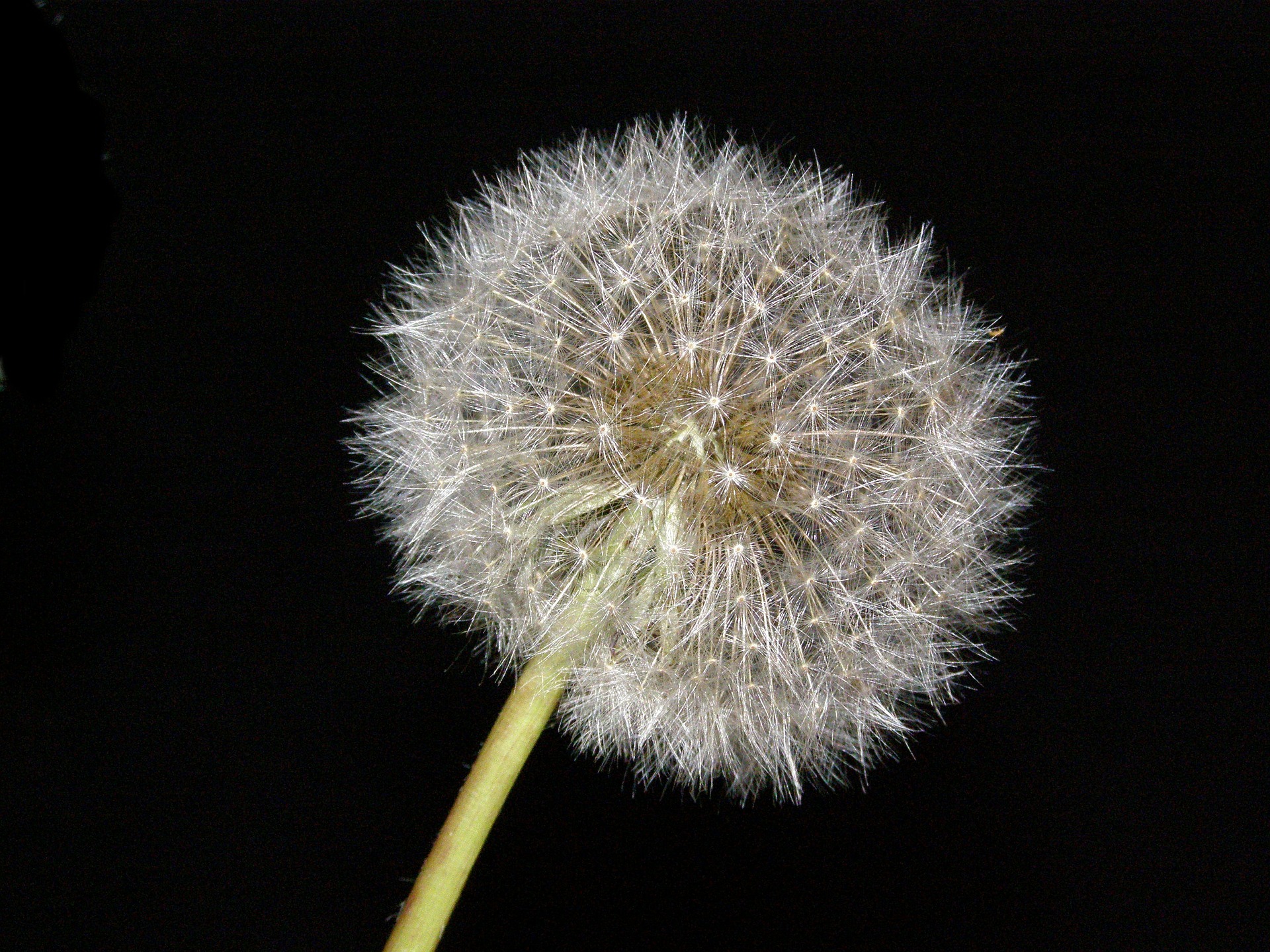 Dandelion-626389 1920.jpg