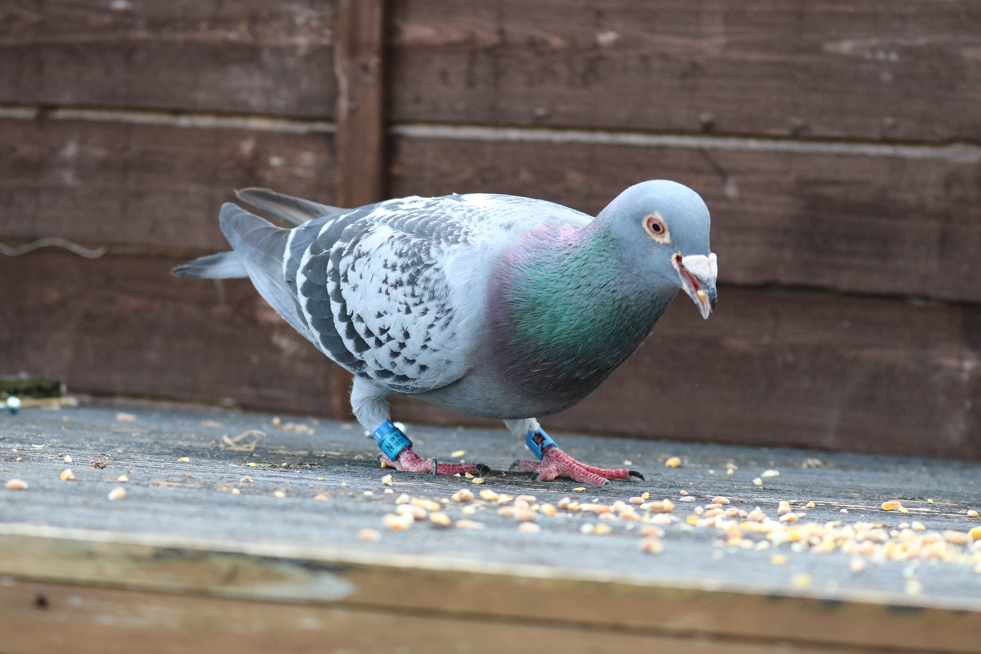 Pigeon.jpg