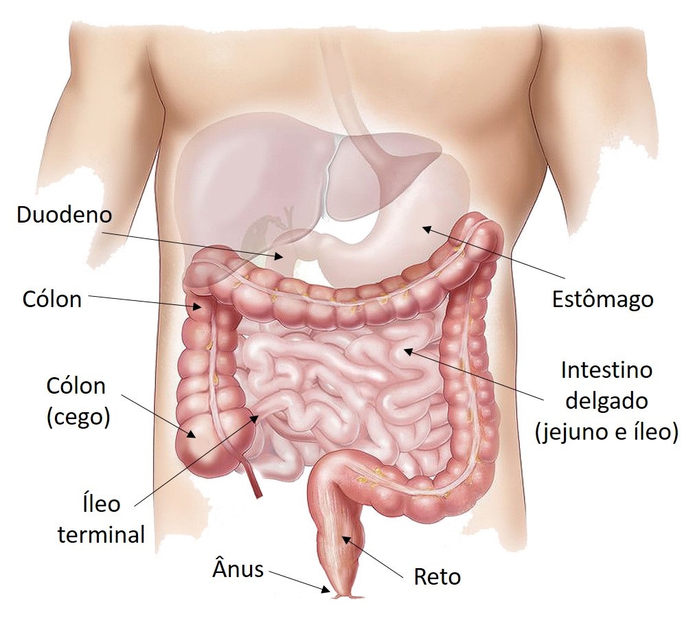 Trato gastrointestinal.jpg