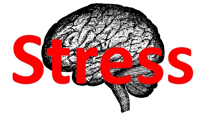 Stress brain.jpg