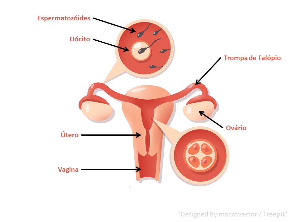 Anatomia concepcao.jpg