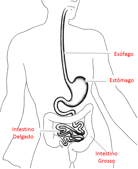 Digestive anatomy.png