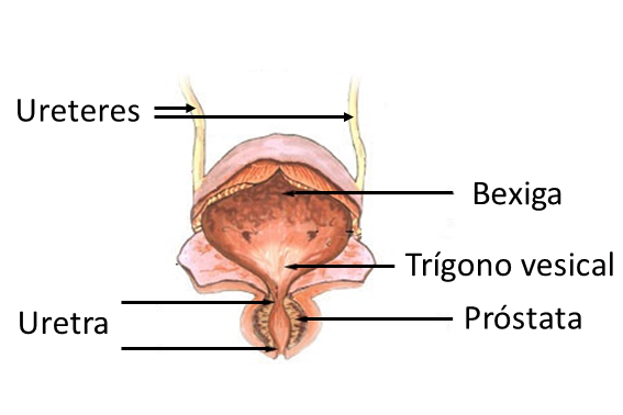 Anatomia LUT.png